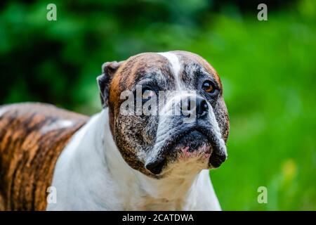 Vecchio Bulldog americano nel cortile Foto Stock