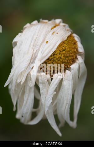 Un fiore daisy morente. Foto Stock