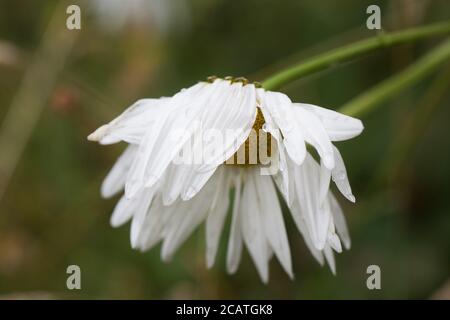Un fiore daisy morente. Foto Stock