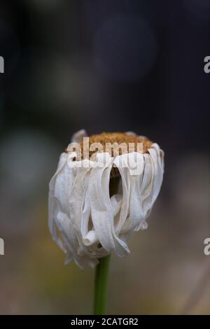 Un fiore daisy morente. Foto Stock