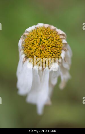 Un fiore daisy morente. Foto Stock