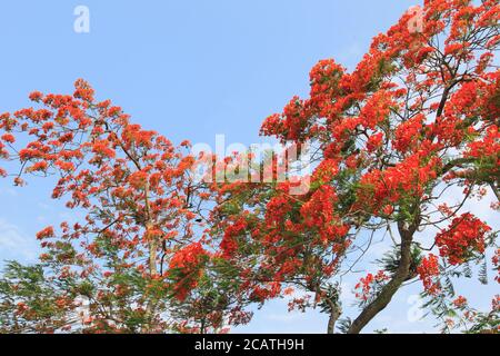 Fiori di pavone, fiore estivo in stagione estiva Krishnachura Delonix Regia è fiorente. Poinciana Tree a Dhaka, Bangladesh. Foto Stock