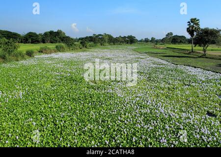 Fiore di giacinto d'acqua, conosciuto localmente come phul di kochuripana di colore viola e bianco con foglia verde. Foto Stock
