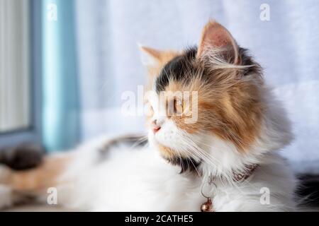 Carino gatto persiano 3 colori sdraiati sul pavimento e. guardando fuori Foto Stock