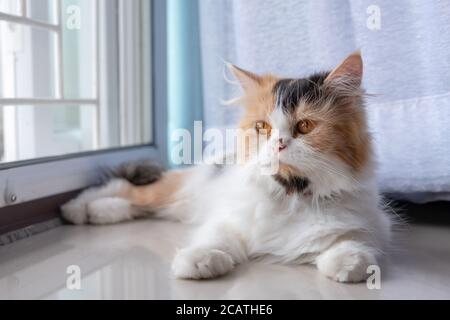 Carino gatto persiano 3 colori sdraiati sul pavimento Foto Stock