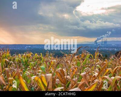 Vista di un campo di mais al tramonto con camini fumatori sullo sfondo Foto Stock