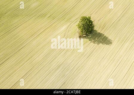 vista aerea sui campi coltivati agricoli e sull'albero solitario. vista aerea dal drone volante Foto Stock