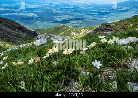 Fiori di dryas octopetala, alti Tatra, montagne, repubblica slovacca. Scena naturale stagionale. Foto Stock