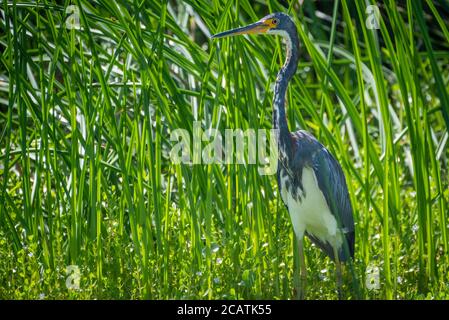 L'airone tricolore (Egretta tricolore) guada lungo il cordgrass che costeggia il fiume Guana a Ponte Vedra Beach, Florida. (STATI UNITI) Foto Stock