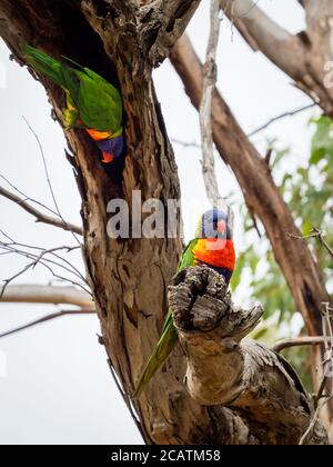 Corikeet selvatici dell'arcobaleno (Trichoglossus hematodus) su un albero. Victoria, Australia. Foto Stock