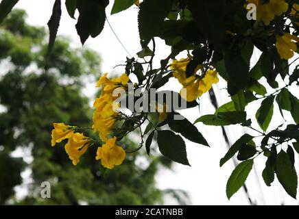 Cespuglio a tromba con foglia di castagno giallo, con sfondo luminoso Foto Stock