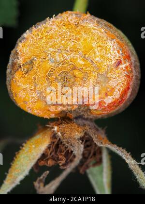 Fungo di ruggine (possibilmente Gymnosporangium sp.) su frutta di rosa selvatica Foto Stock