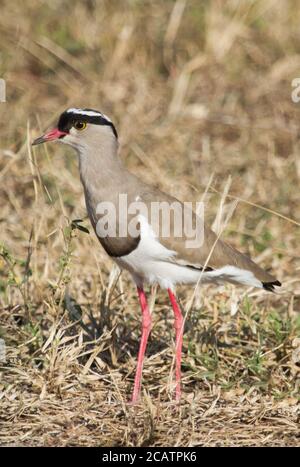 Un Lapwing incoronato (Vanellus coronatus) che si trova nell'erba secca del Parco Nazionale Kruger, in Sud Africa con bokeh Foto Stock