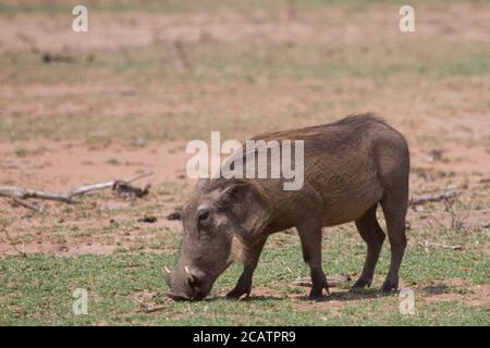 Warthog comune (Phacochoerus africanus) pascolo pacifico in un campo nel Parco Nazionale Kruger, Sud Africa con bokeh Foto Stock