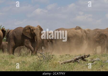 Grande mandria di elefanti che hanno un bagno di polvere sotto un Cielo blu nel Parco Nazionale di Mapungubwe Sud Africa Foto Stock