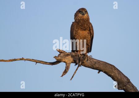 Aquila di Bataleur giovanile (Terathopius ecaudatus) Arroccato su un albero nel Parco Nazionale Kruger Sud Africa Foto Stock