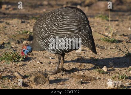 Gufo colorato di Helmeted (Numida meleagris) Foraggio sul terreno nel Parco Nazionale Kruger Sud Africa con bokeh Foto Stock