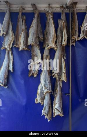 Primo piano di merlano essiccato (o merlano) pesce su sfondo blu su un mercato del pesce Foto Stock