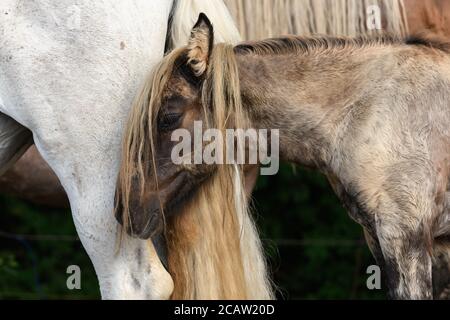 Bozza Cavallo ritratto in un pascolo nel paese francese Foto Stock