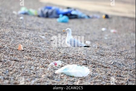 Brighton, Regno Unito. 09 agosto 2020. Un gabbiano cerca il cibo tra la vasta quantità di lettiera lasciata sulla spiaggia di Brighton dopo una giornata intensa al resort ieri. Credit: James Boardman/Alamy Live News Foto Stock