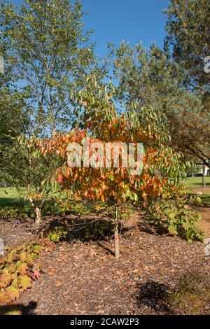 Colori autunnali di un albero di Gum nero (Nyssa sylvatica 'Wisley Bonfire') in un Giardino di Bosco in Devon Rurale, Inghilterra, Regno Unito Foto Stock