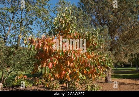 Colori autunnali di un albero di Gum nero (Nyssa sylvatica 'Wisley Bonfire') in un Giardino di Bosco in Devon Rurale, Inghilterra, Regno Unito Foto Stock