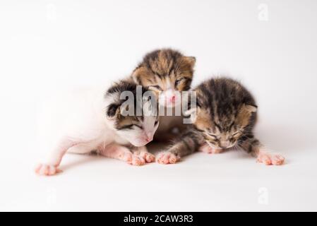 Bellissimo scatto di tre cuccioli neonati a metà sonno su sfondo bianco Foto Stock