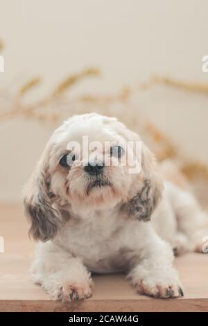 Scatto verticale di un Shih Poo seduto in casa Foto Stock