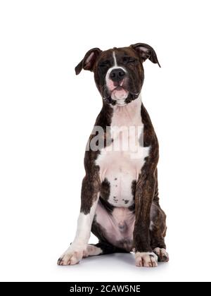 Giovane brindle con il cane bianco americano Staffordshire Terrier, seduto di fronte con gli occhi ben chiusi. Isolato su sfondo bianco. Foto Stock