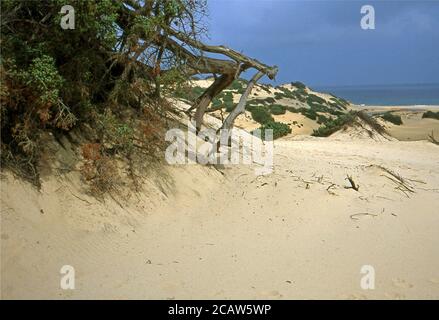 Dune di Piscinas nel sud della Sardegna (scansionato da Fujichrome Provia) Foto Stock