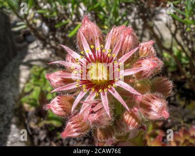 Houseleek comune (Sempervivum tectorum), infiorescenza, Baviera, Germania, Europa Foto Stock