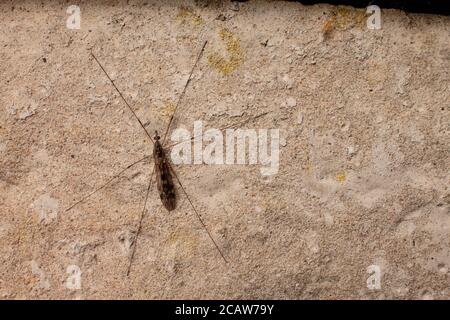 Macro Crane fly o papà lunghe gambe con ali chiuse. zanzara contro una parete di cemento, con spazio per la copia Foto Stock