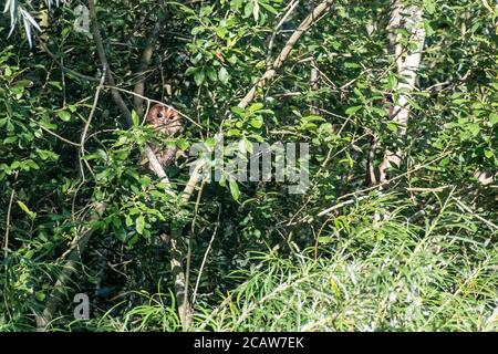 Un giovane gufo da sciabola nascosto in alto in alberi sopraffardati che si affaccia sulla prateria. Foto Stock