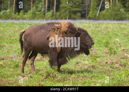 Bisonte giovane sul bordo della foresta su un giorno estivo soleggiato Foto Stock