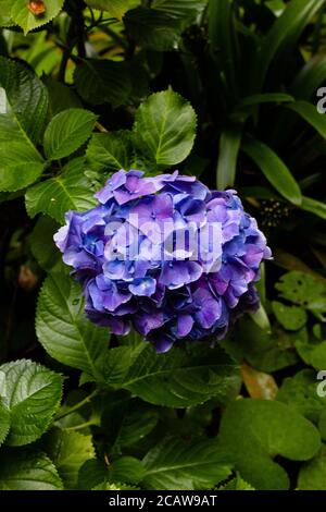 Colpo verticale di fiore blu di idrangea Foto Stock
