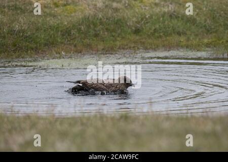 Grande bagno di Skua in piccola piscina, in torba, Hermaness, Unst, Shetland, UK Foto Stock