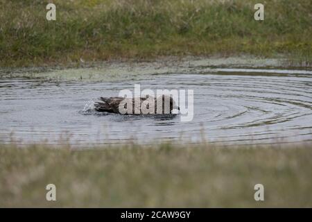 Grande bagno di Skua in piccola piscina, in torba, Hermaness, Unst, Shetland, UK Foto Stock