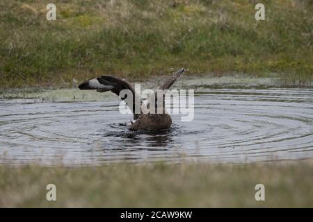 Grande bagno di Skua in piccola piscina, in torba, Hermaness, Unst, Shetland, UK Foto Stock