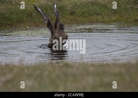 Grande bagno di Skua in piccola piscina, in torba, Hermaness, Unst, Shetland, UK Foto Stock