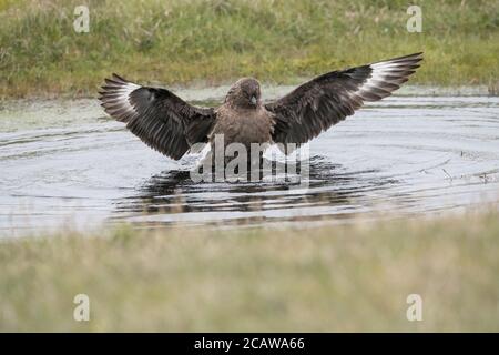 Grande bagno di Skua in piccola piscina, in torba, Hermaness, Unst, Shetland, UK Foto Stock