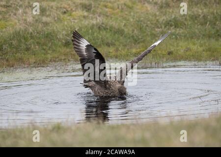 Grande bagno di Skua in piccola piscina, in torba, Hermaness, Unst, Shetland, UK Foto Stock