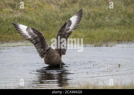 Grande bagno di Skua in piccola piscina, in torba, Hermaness, Unst, Shetland, UK Foto Stock