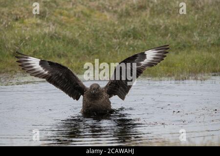 Grande bagno di Skua in piccola piscina, in torba, Hermaness, Unst, Shetland, UK Foto Stock