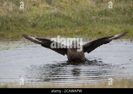 Grande bagno di Skua in piccola piscina, in torba, Hermaness, Unst, Shetland, UK Foto Stock