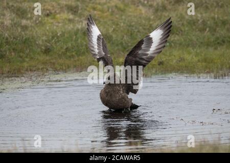 Grande bagno di Skua in piccola piscina, in torba, Hermaness, Unst, Shetland, UK Foto Stock