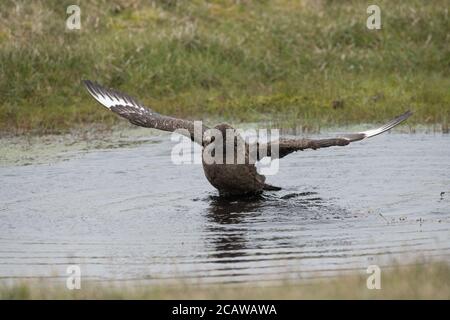 Grande bagno di Skua in piccola piscina, in torba, Hermaness, Unst, Shetland, UK Foto Stock