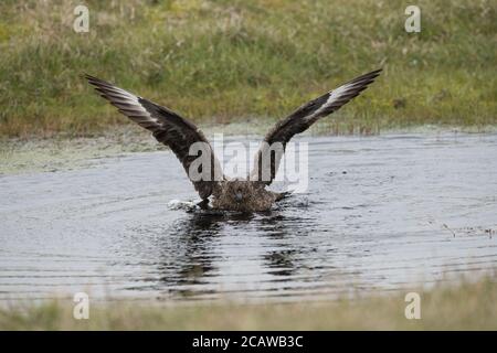 Grande bagno di Skua in piccola piscina, in torba, Hermaness, Unst, Shetland, UK Foto Stock