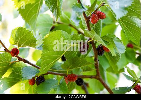 Mugolli (morus nigra) che maturano su un albero sotto il sole estivo. Foto Stock