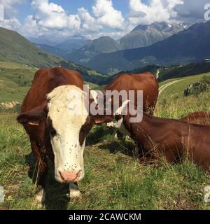 Colpo di closeup di mucche spruzzate con molte mosche Foto Stock