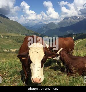 Colpo di closeup di mucche spruzzate con molte mosche Foto Stock